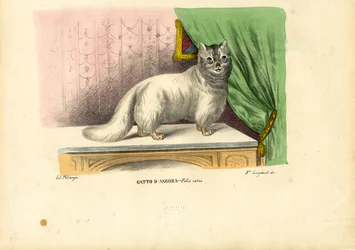 Gato Angorá, 1863-79